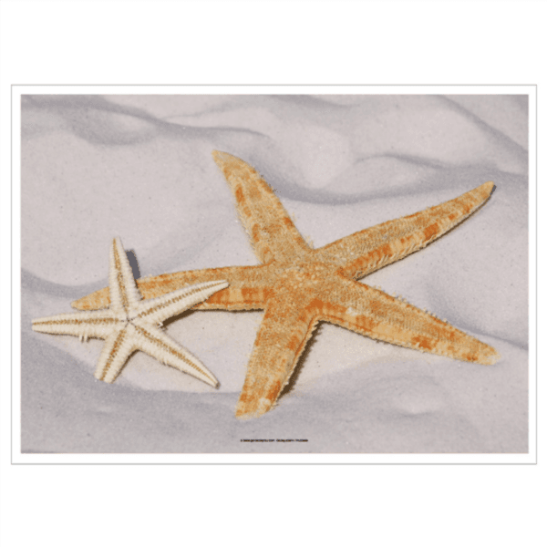 Mantel Individual 31x43 Estrella 70gr P-500